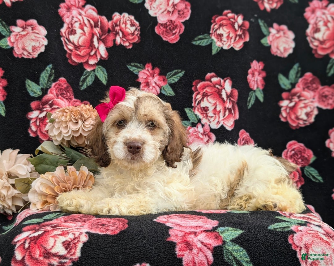 Cockapoo dogs for sale: Krystal - Ad 4