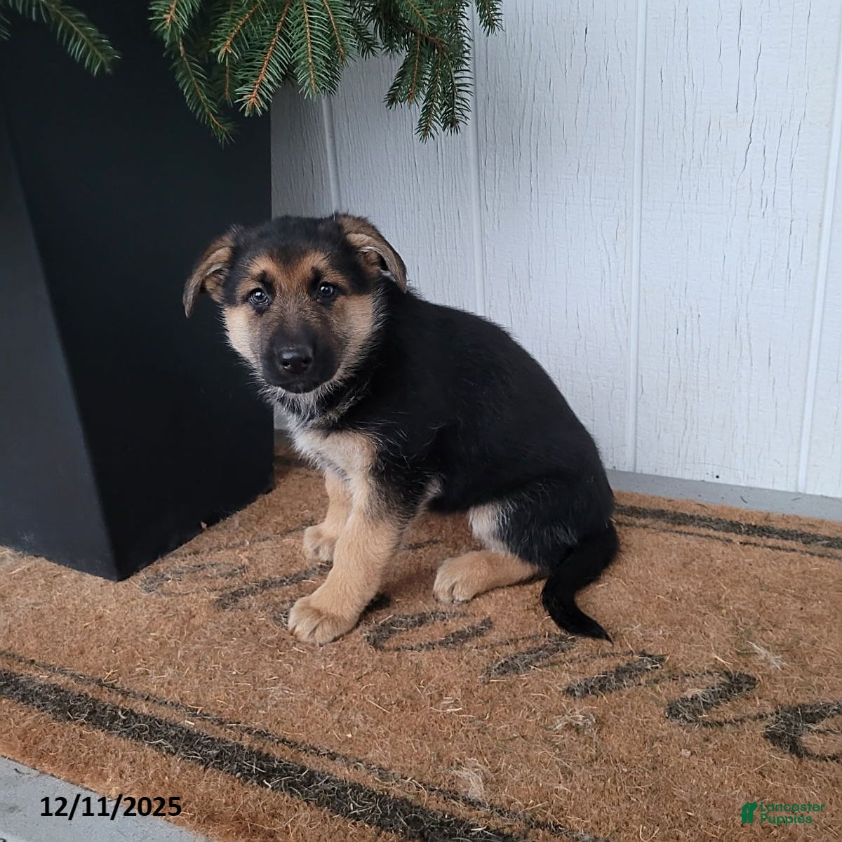 German Shepherd dogs Lucy - Ad 40