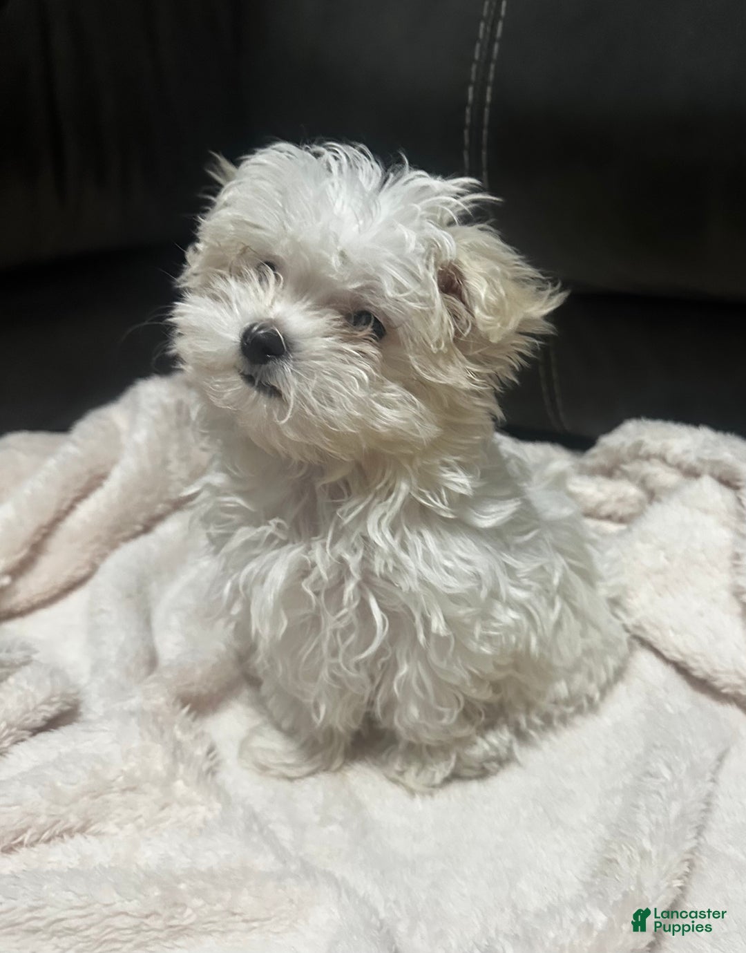 Maltese dogs for sale: Daisy - Ad 4