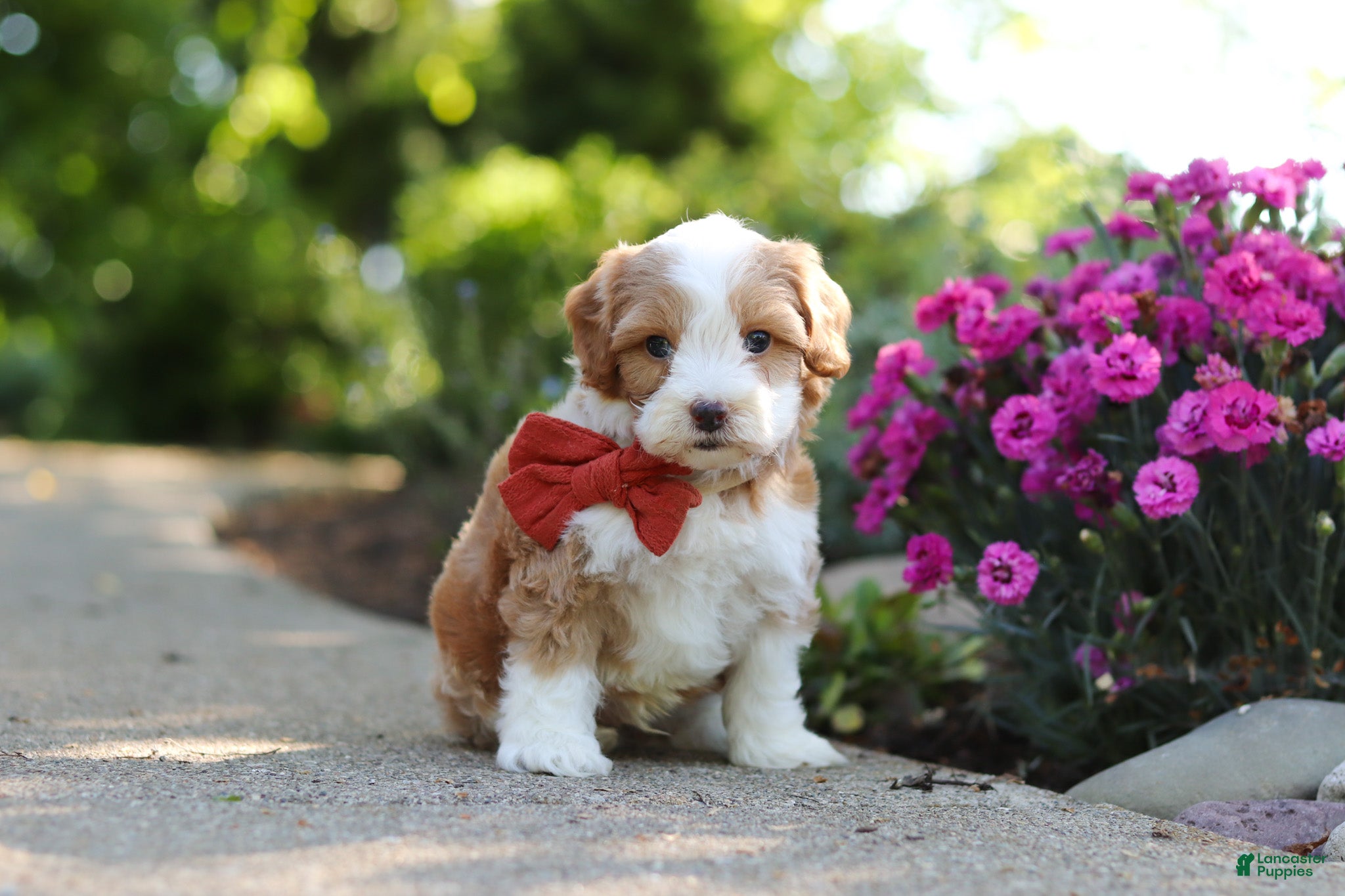 Cavapoo dogs for sale: Baxter - Ad 5