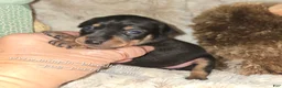 Miniature Pinscher dogs for sale: Callie black tan - Ad 6