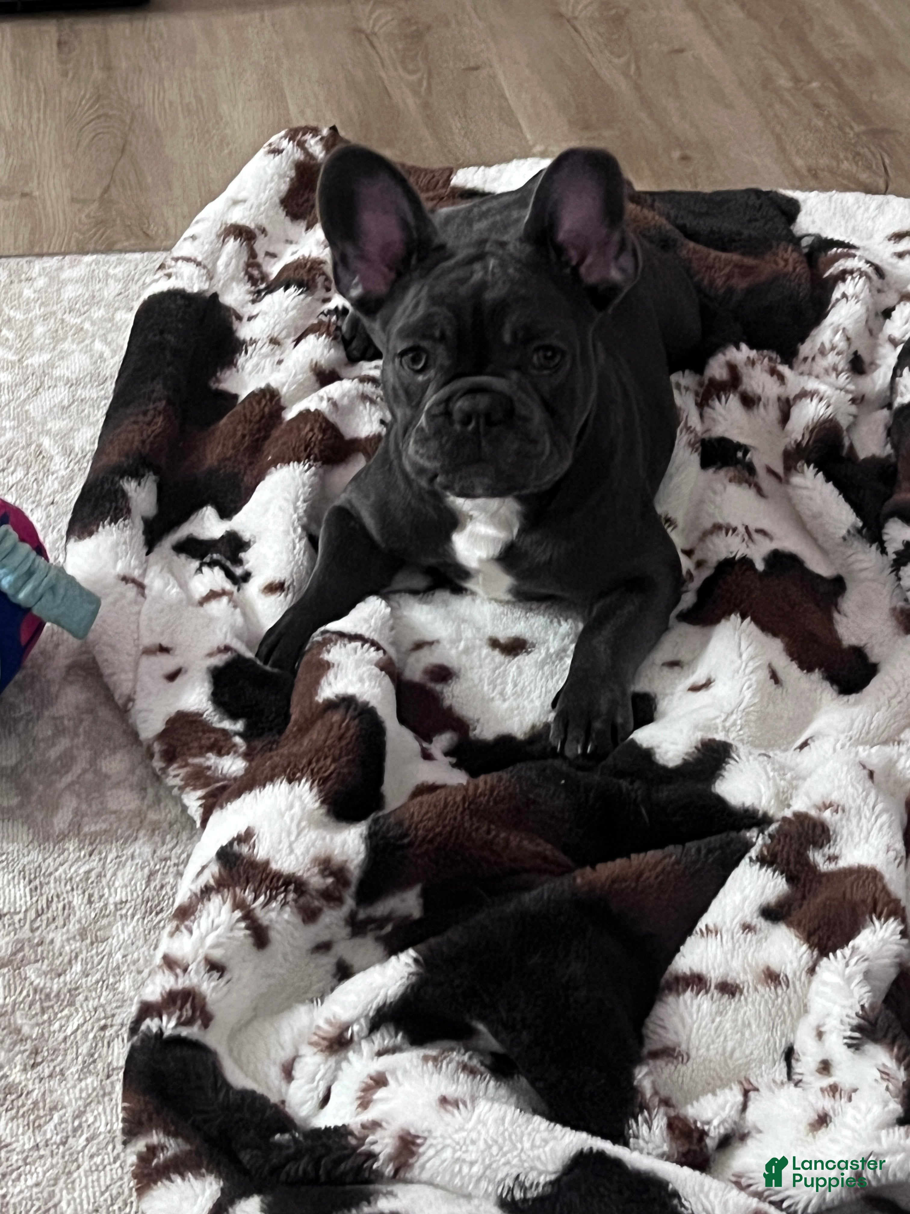 French Bulldog dogs MISO - Ad 12