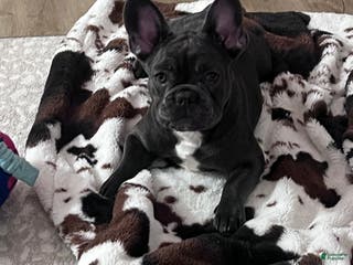 French Bulldog dogs MISO - Ad 9