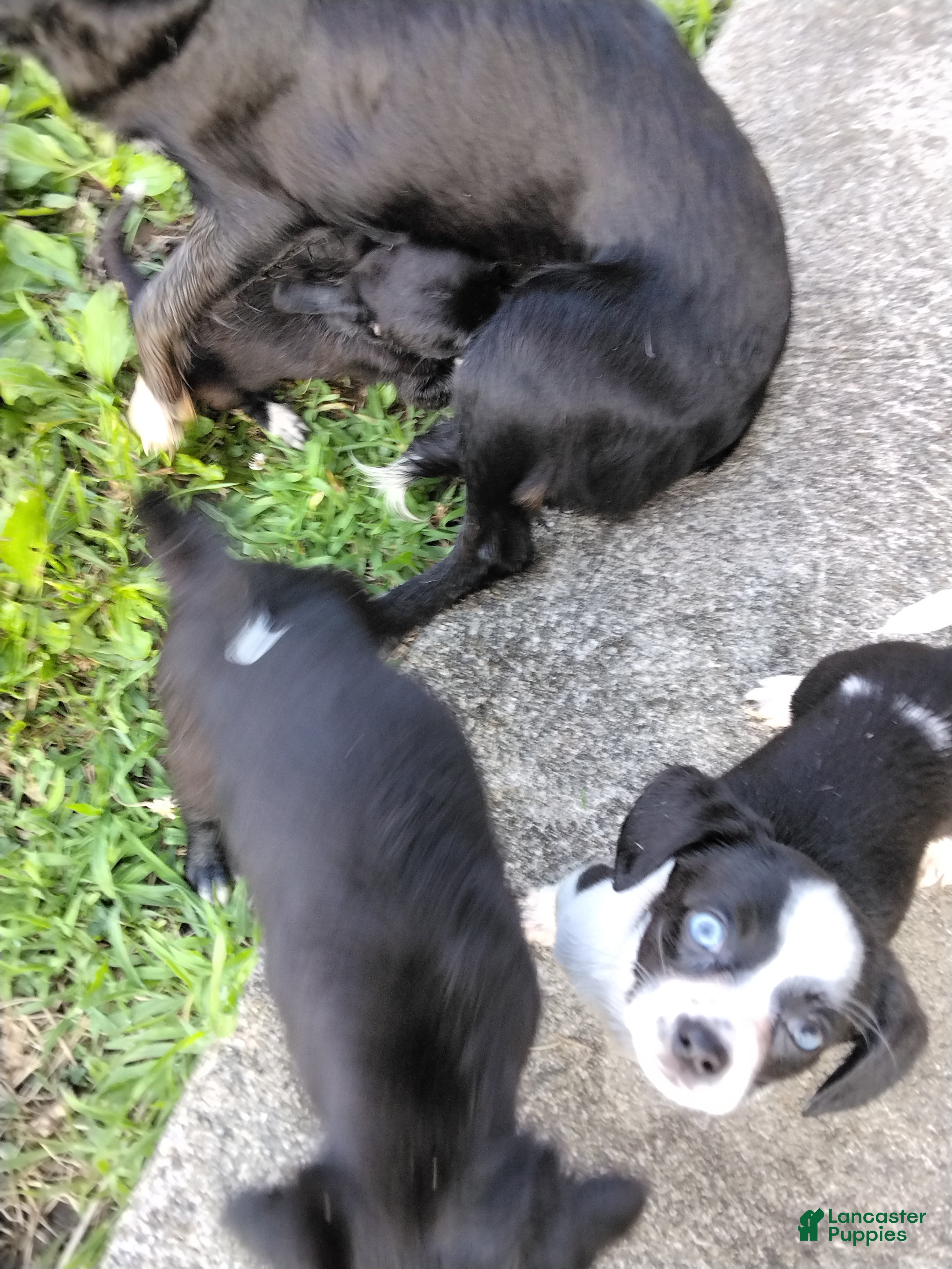 Mixed Breed dogs Second largest White & Black Puppy - Ad 7