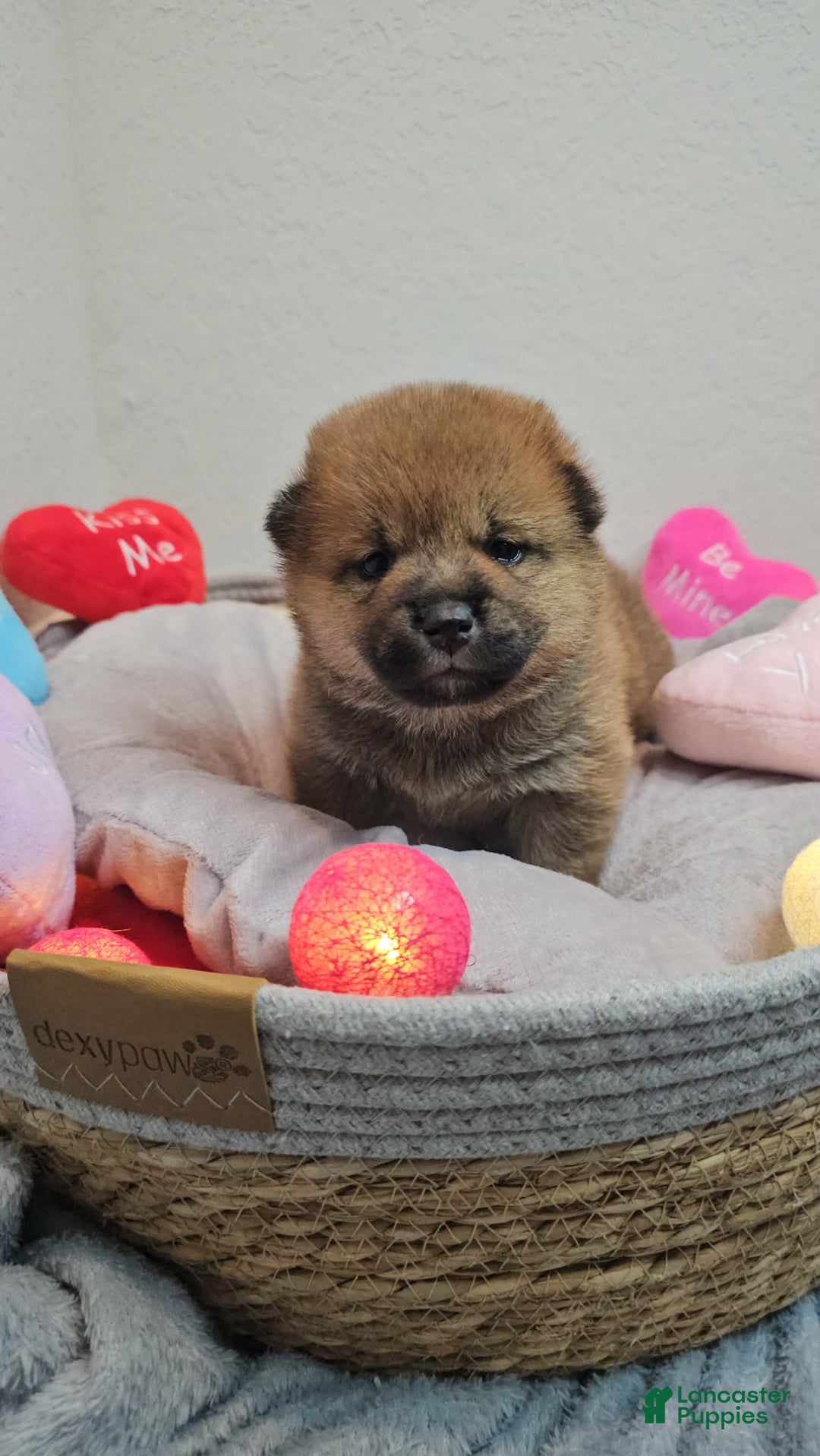 Shiba Inu dogs for sale: Rin - Ad 4