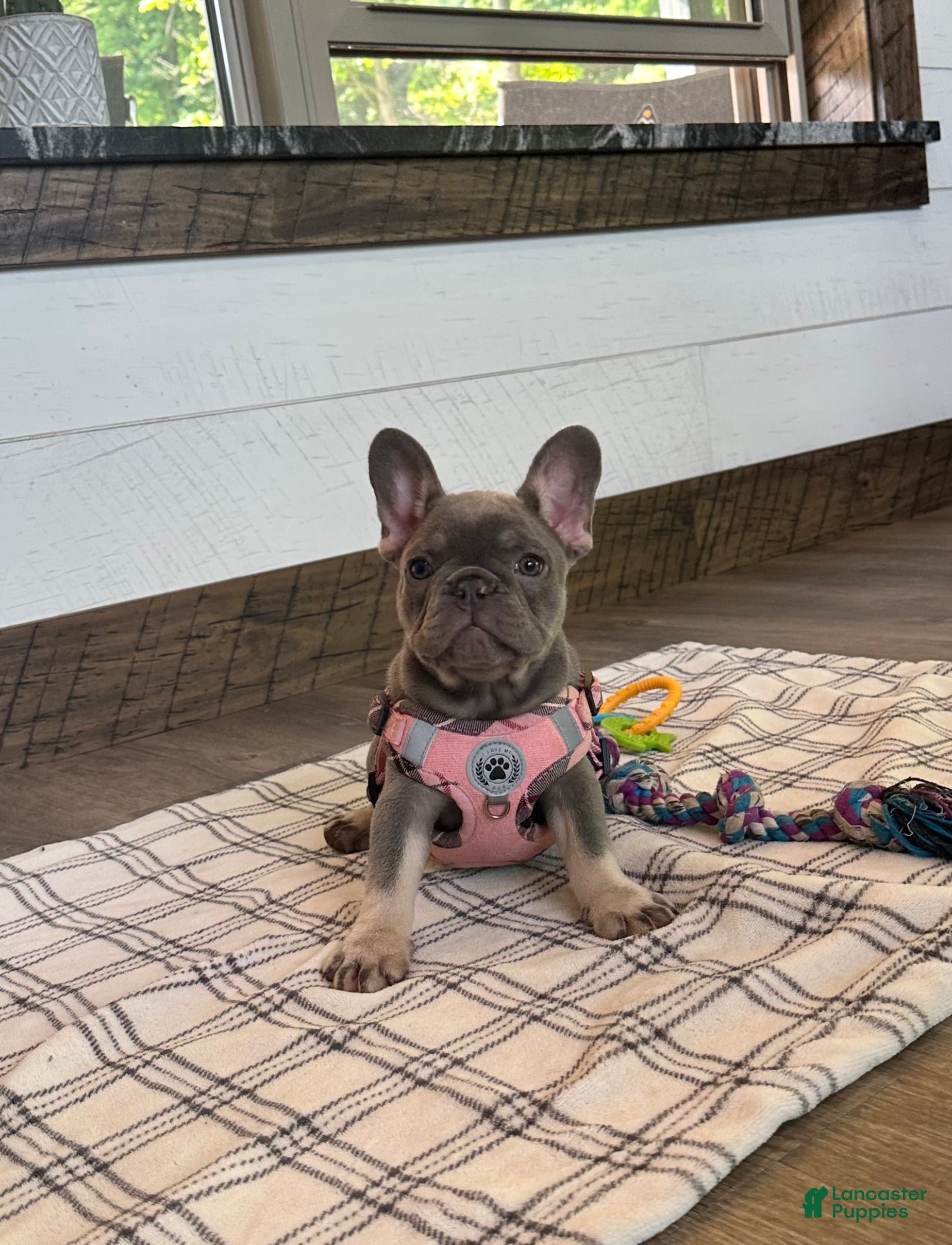 French Bulldog dogs Violet - Ad 2
