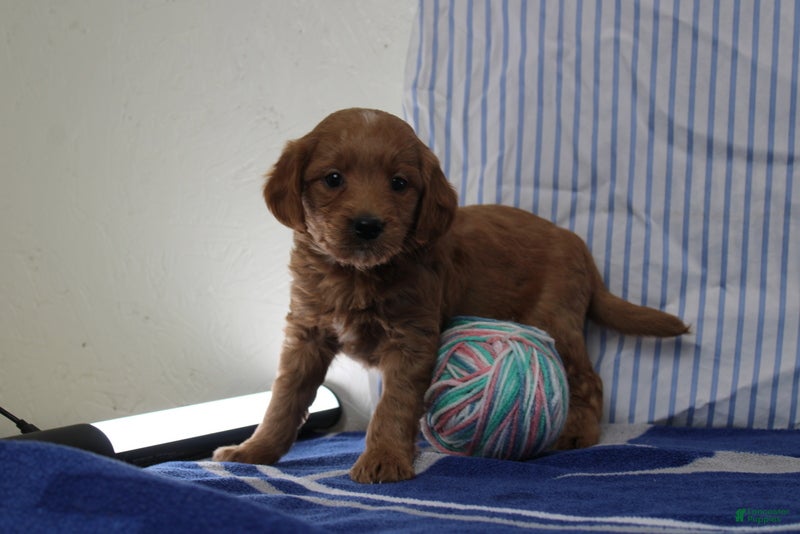Mini Goldendoodle dogs Max - Ad 1