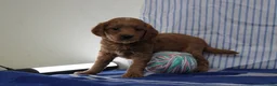 Mini Goldendoodle dogs for sale: Max - Ad 1