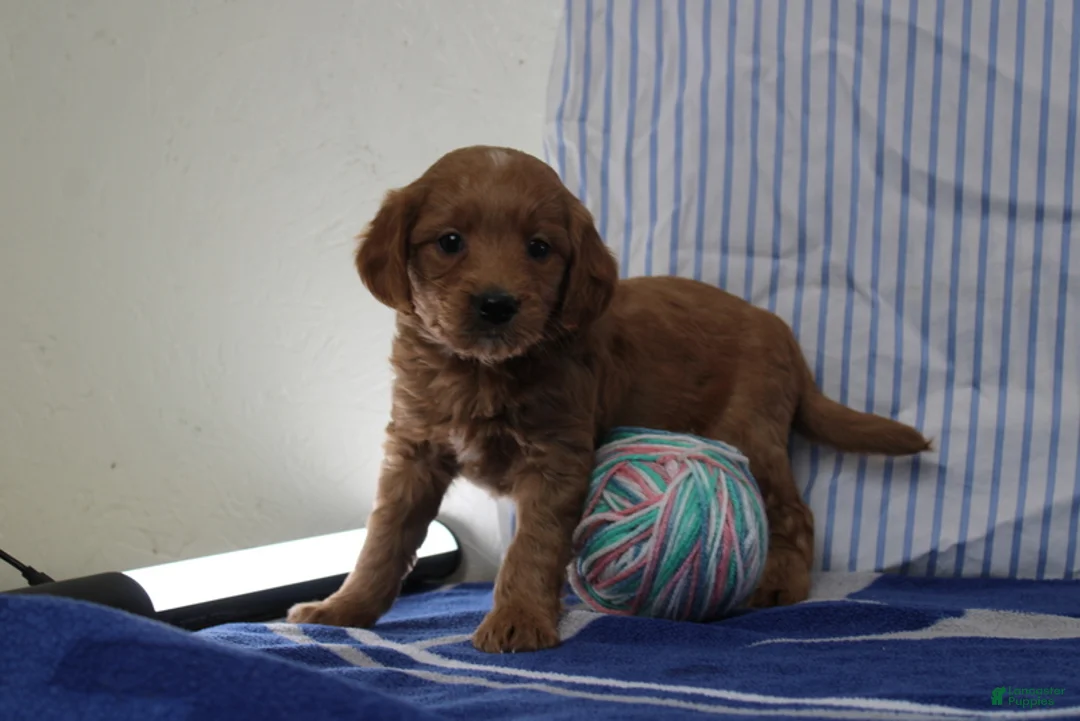 Mini Goldendoodle dogs for sale: Max - Ad 1