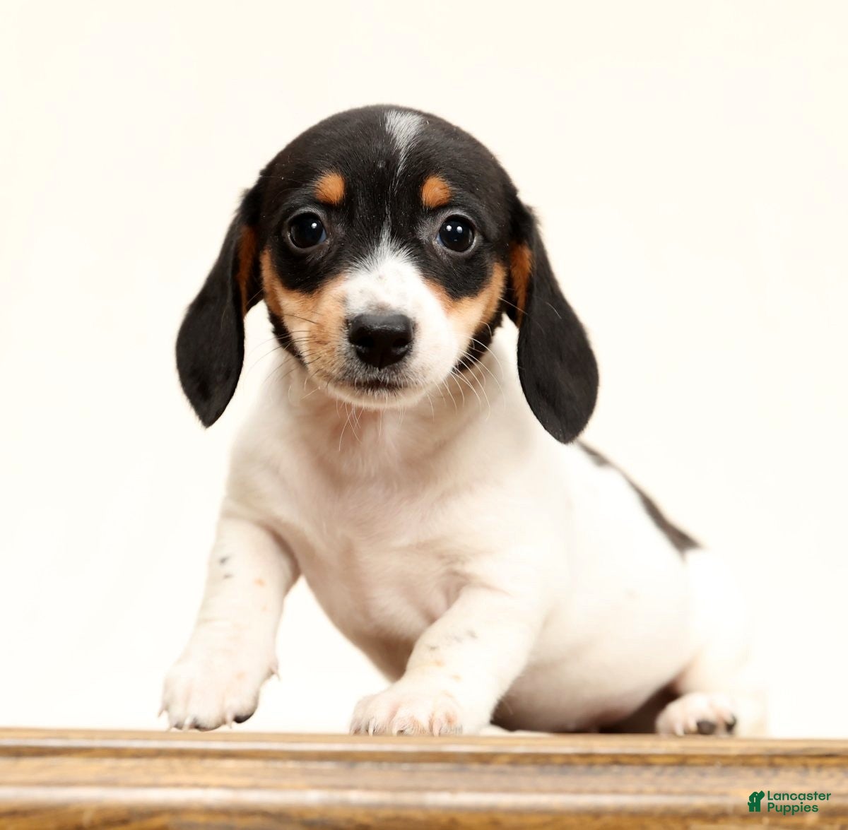 Miniature Dachshund dogs Piper - Ad 8