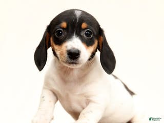 Miniature Dachshund dogs Piper - Ad 25