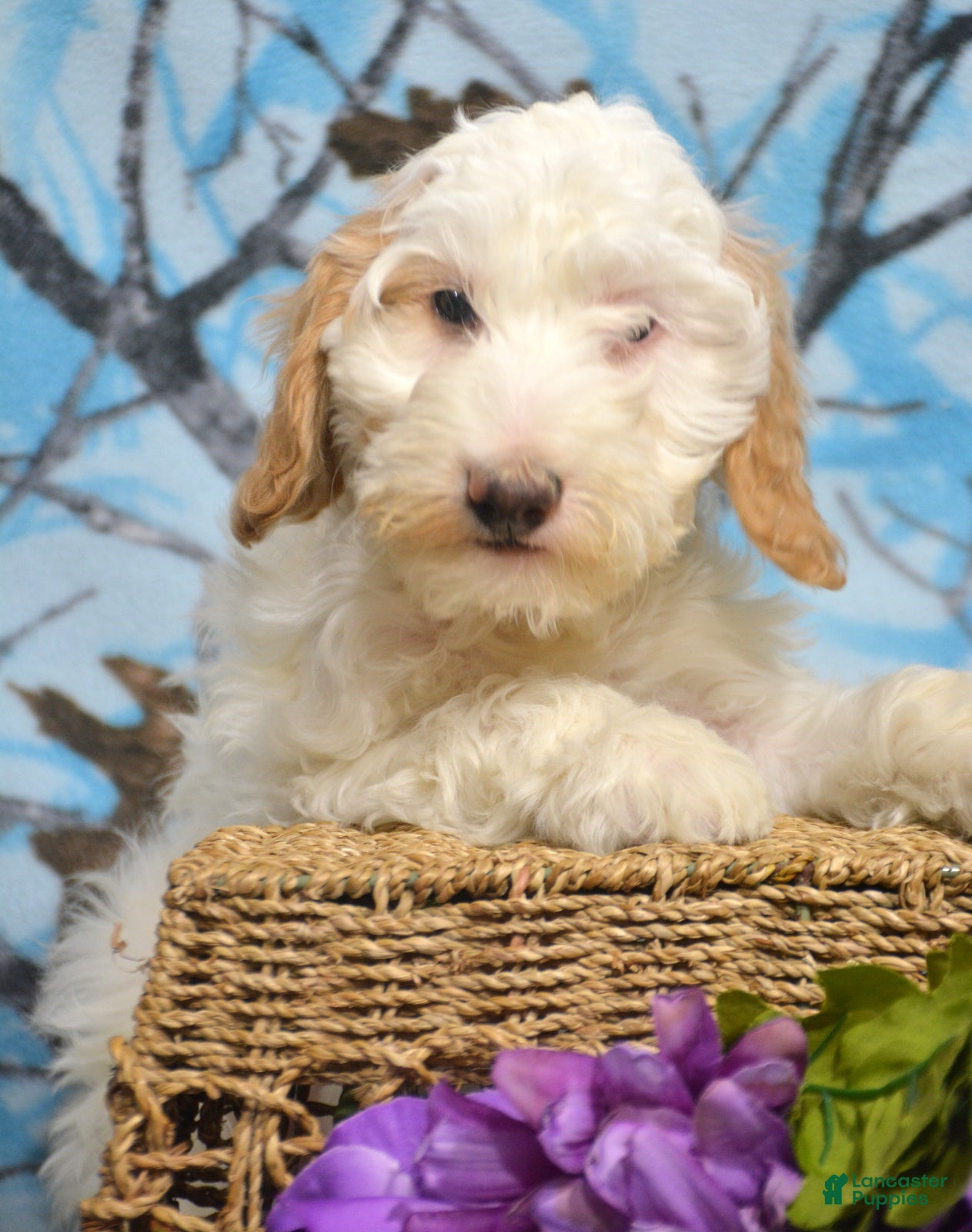 Goldendoodle dogs Dean - Ad 34