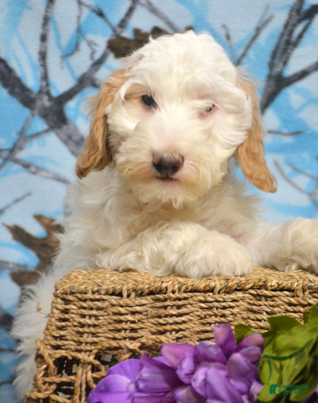 Goldendoodle dogs for sale: Dean - Ad 2