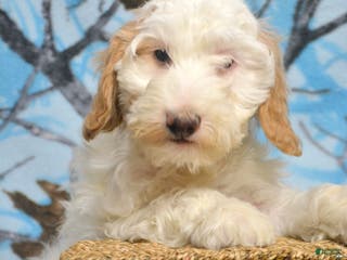 Goldendoodle dogs Dean - Ad 36