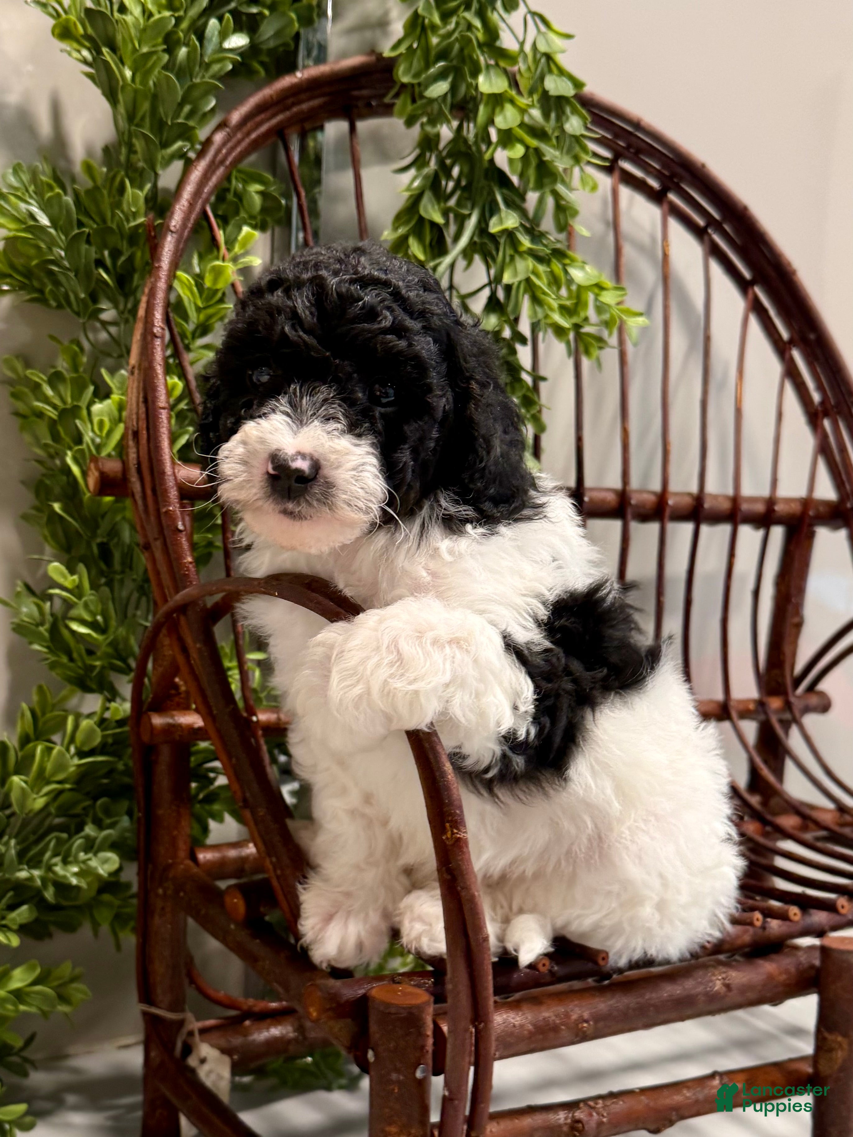 Mini Goldendoodle dogs Oscar - Ad 3