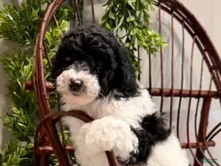 Mini Goldendoodle dogs Oscar - Ad 3