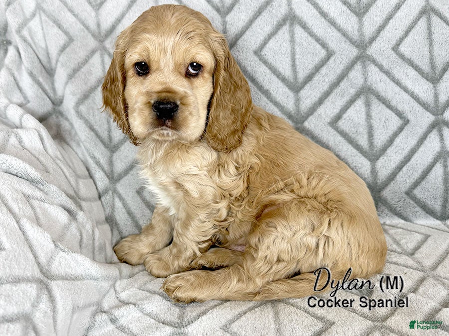Cocker Spaniel dogs Dylan - Ad 8