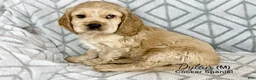 Cocker Spaniel dogs for sale: Dylan - Ad 1