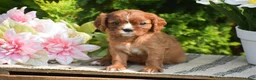 Cavalier King Charles Spaniel dogs for sale: Sophia - Ad 1