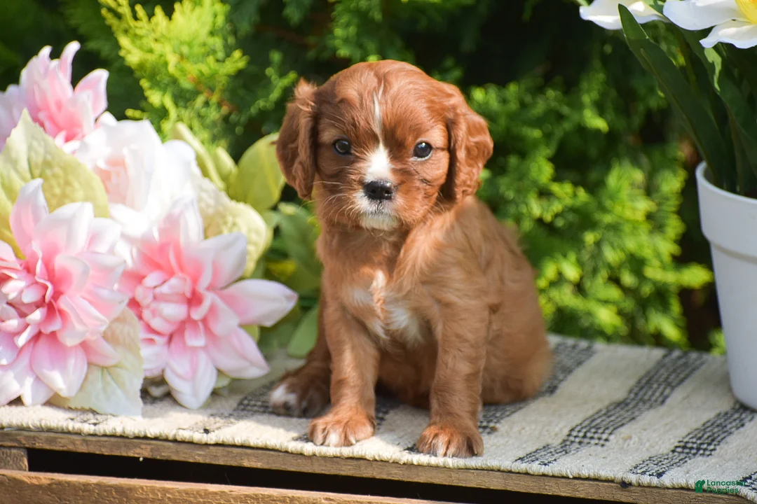 Cavalier King Charles Spaniel dogs for sale: Sophia - Ad 1