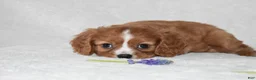 Cavalier King Charles Spaniel dogs for sale: Riley - Ad 7