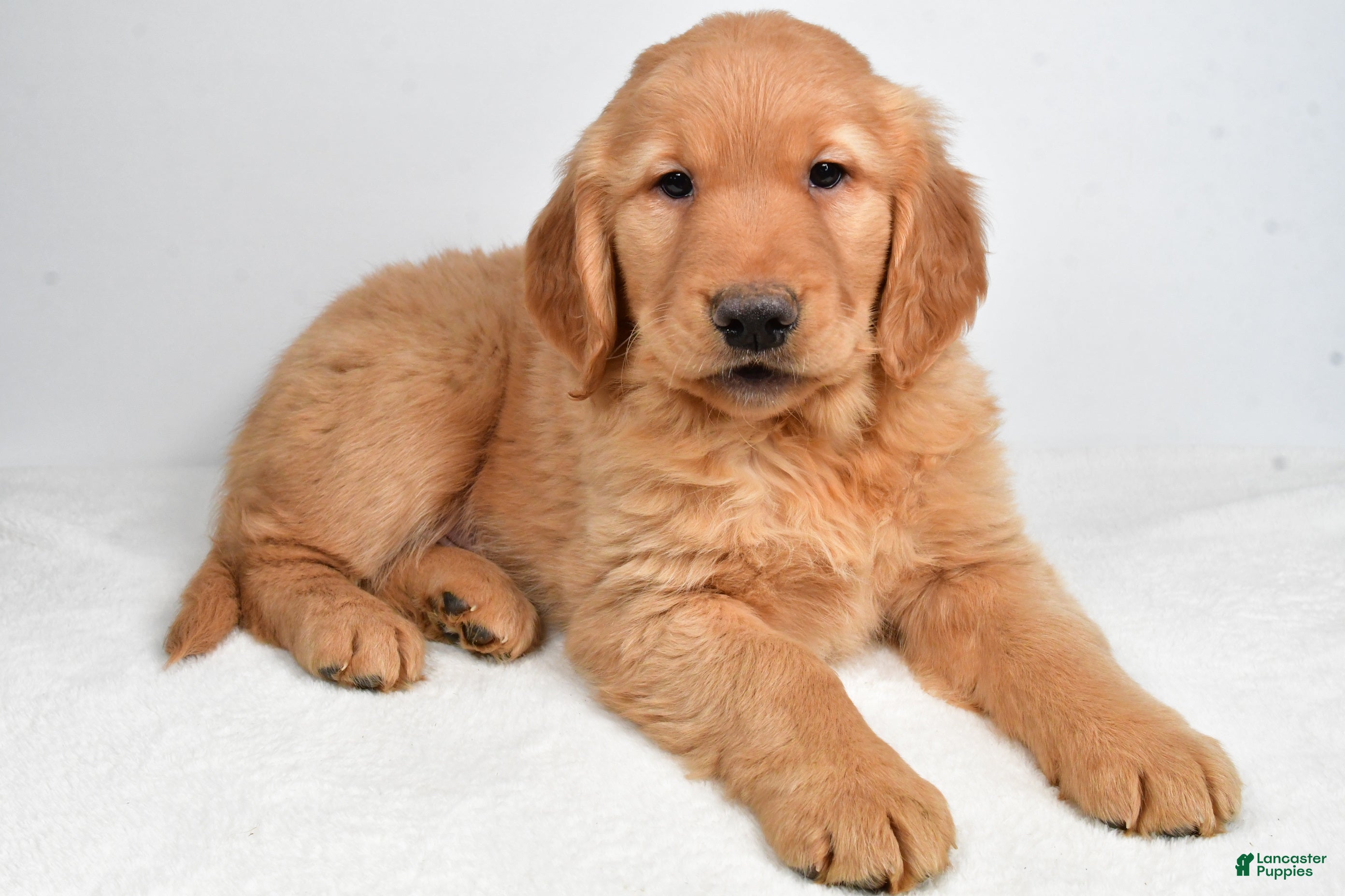 Golden Retriever dogs Ace - Ad 2
