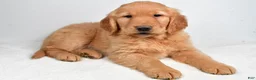 Golden Retriever dogs for sale: Ace - Ad 1