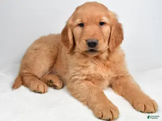 Golden Retriever dogs Ace - Ad 2