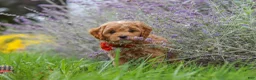 Cavapoo dogs for sale: Rover - Ad 13