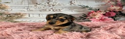 Miniature Dachshund dogs for sale: AKC-Ruger - Ad 2