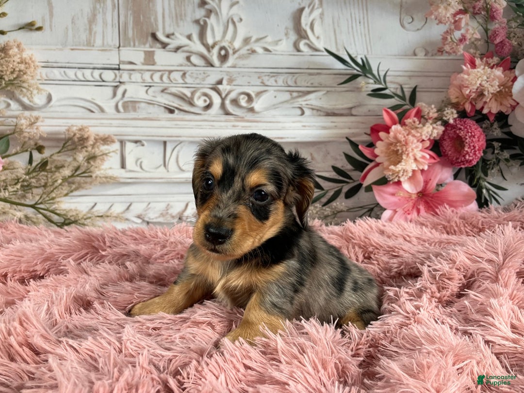 Miniature Dachshund dogs for sale: AKC-Ruger - Ad 2