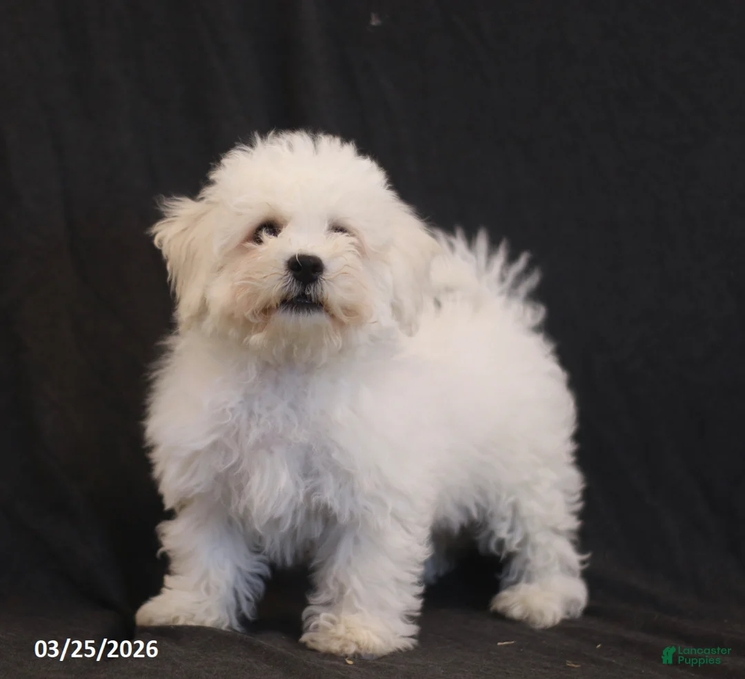 Bichon Frise dogs for sale: Ben - Ad 2