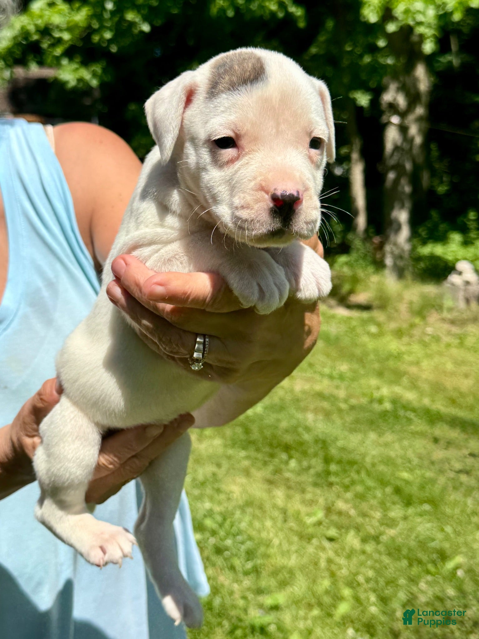 American Bulldog dogs Female 2 - Ad 1