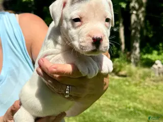 American Bulldog dogs for sale: Female 2 - Ad 1
