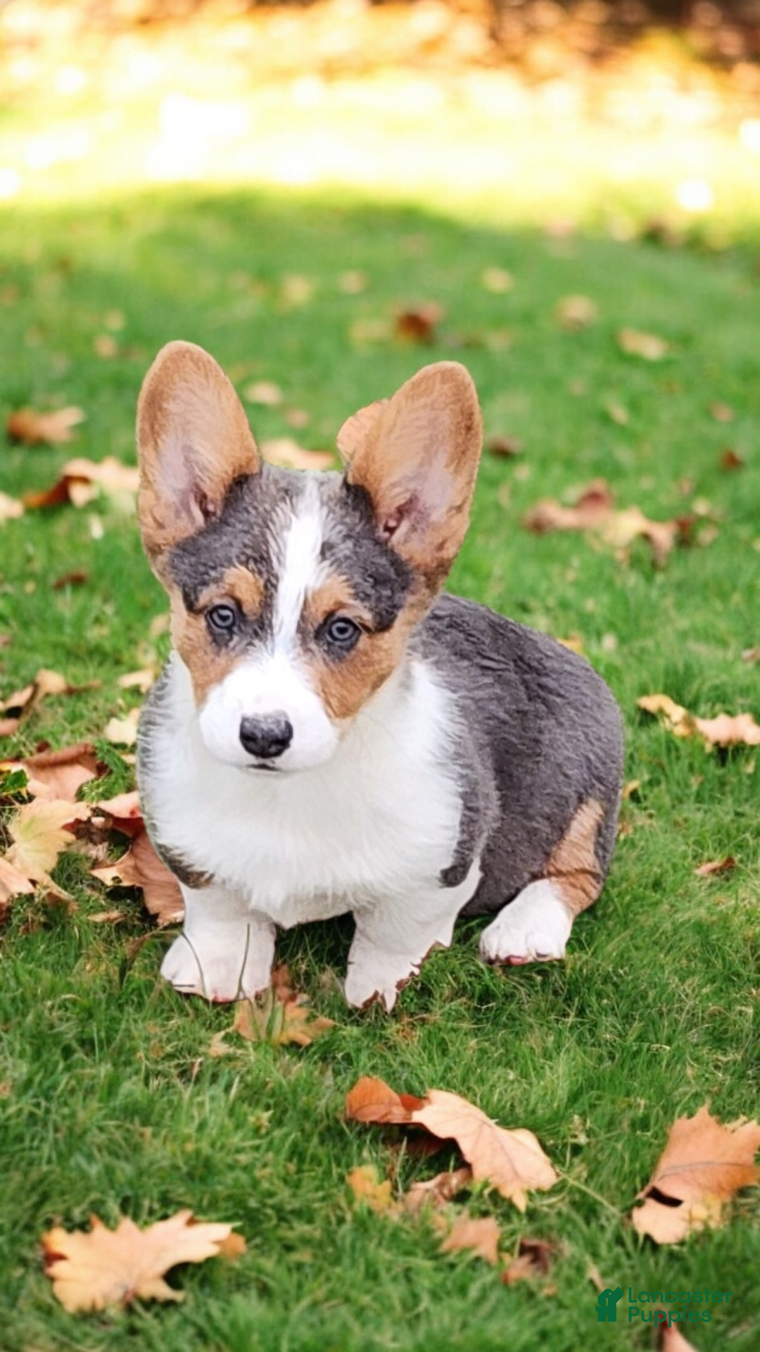 Welsh Corgi Pembroke dogs for sale: Axel Bluie - Ad 12