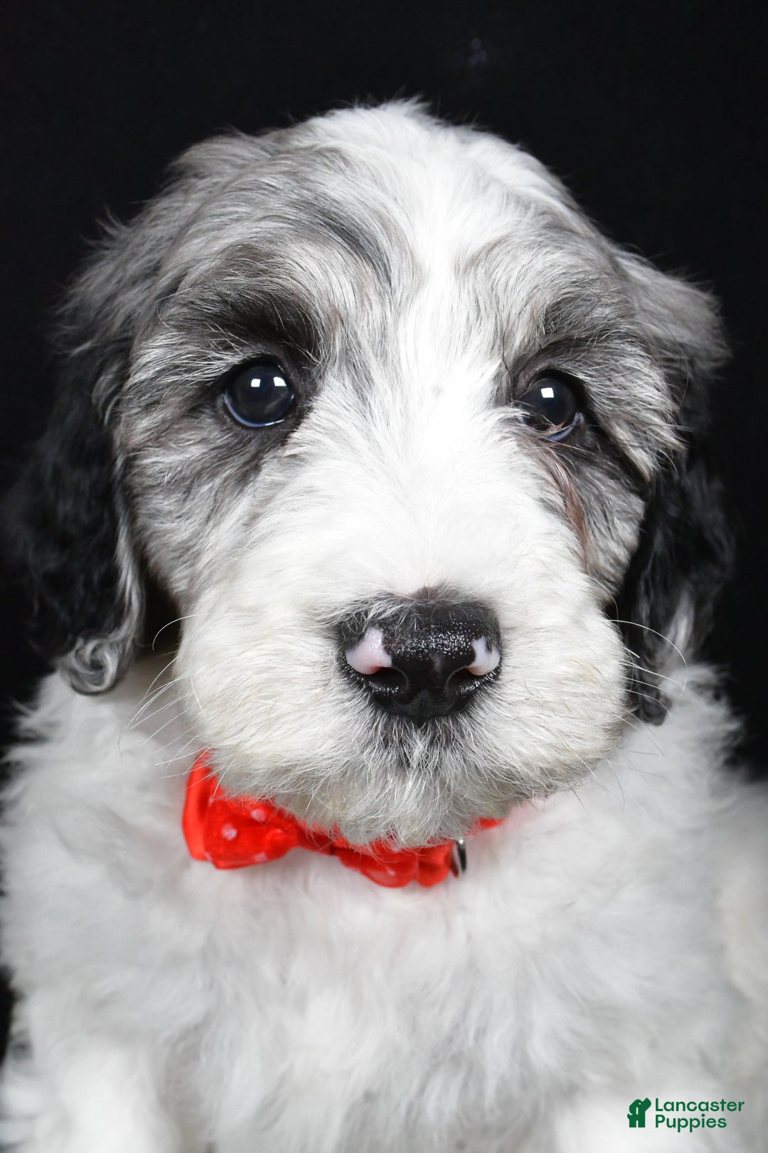 Sheepadoodle dogs for sale: Milo - Ad 7