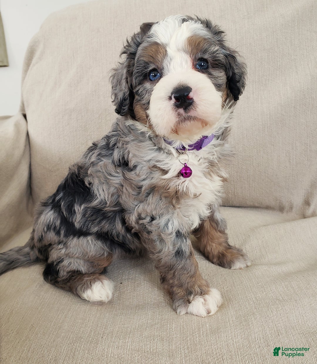 Mini Bernedoodle dogs for sale: Flora - Ad 4