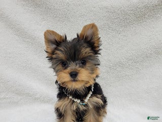 Yorkshire Terrier dogs Carly - Ad 36