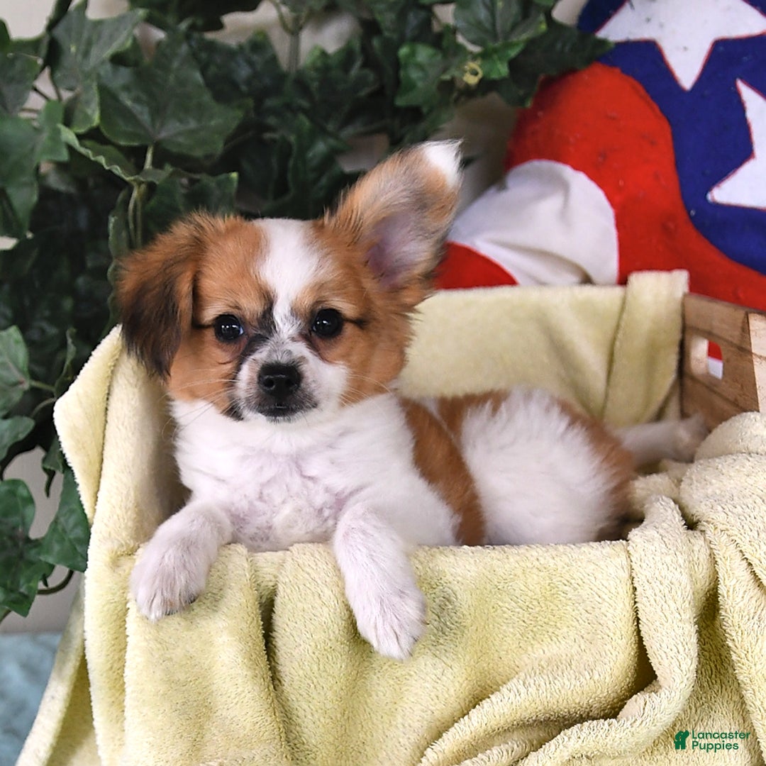 Papillon dogs for sale: Alex - Ad 22