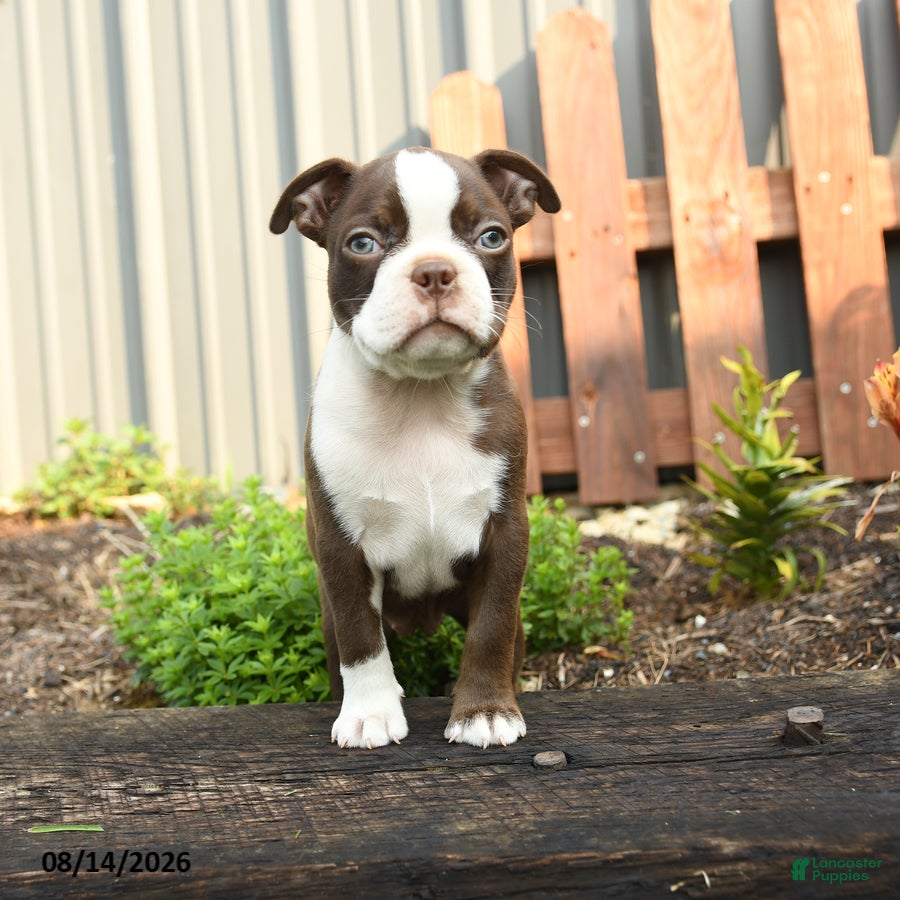 Boston Terrier dogs Vienese - Ad 2