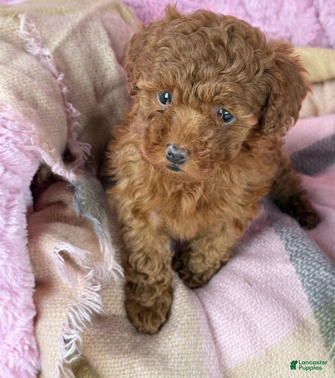 Toy Poodle dogs for sale: Nana - Ad 6