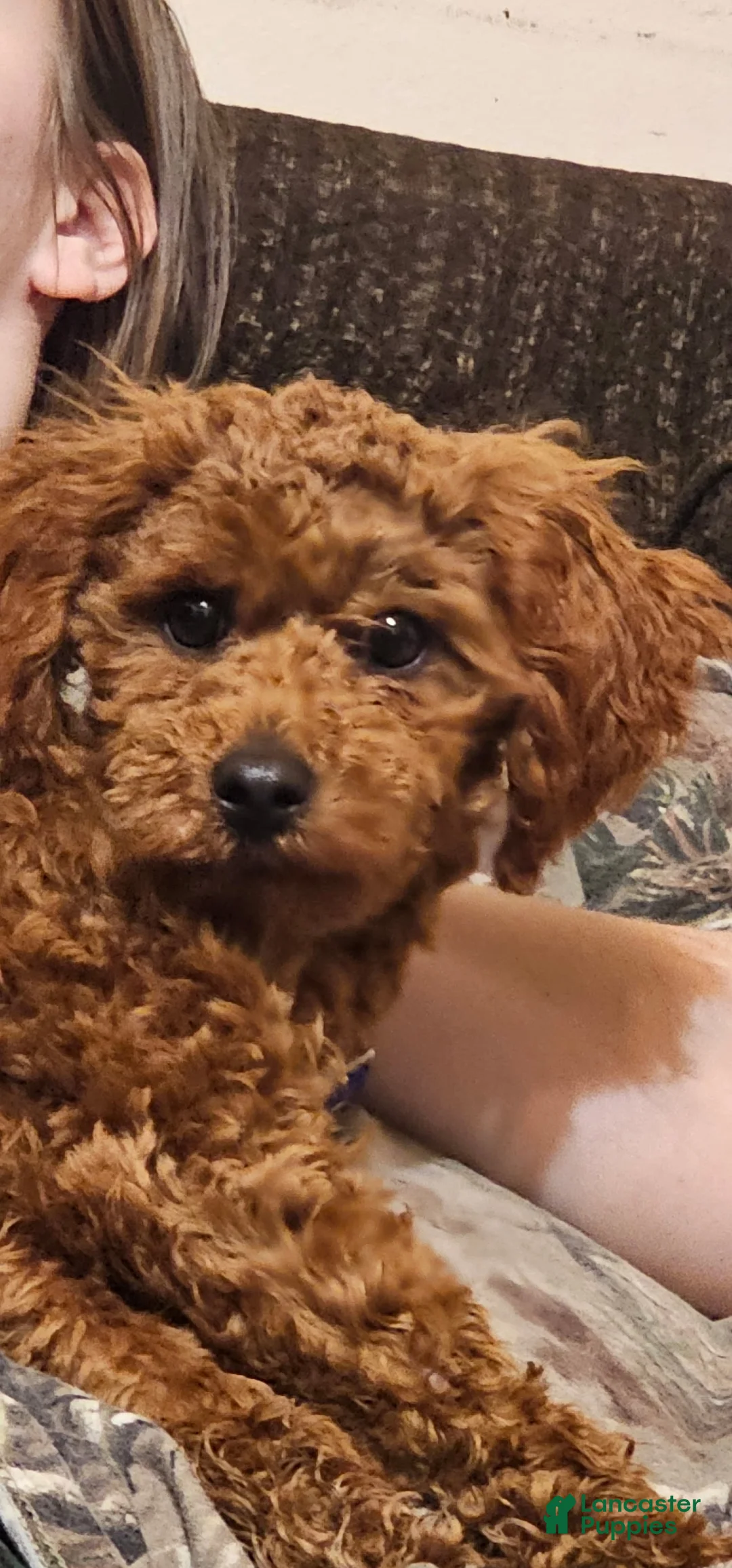 Miniature Poodle dogs for sale: Ozzy-potty trained! - Ad 2