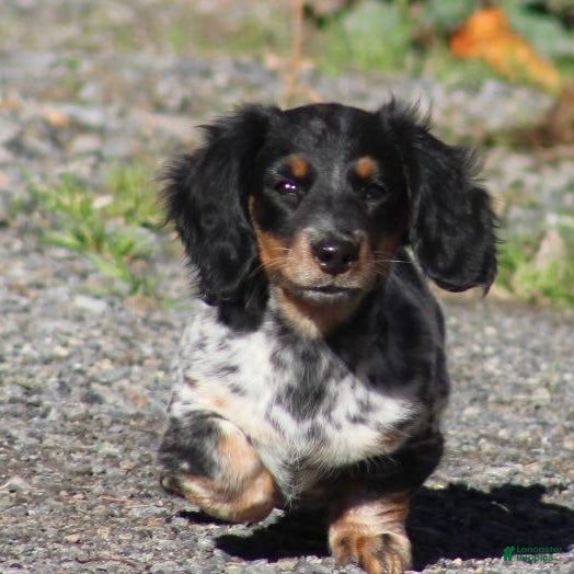 Miniature Dachshund dogs for sale: Ivy - Ad 1