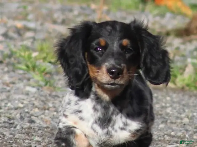 Miniature Dachshund dogs for sale: Ivy - Ad 1