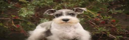 Miniature Schnauzer dogs for sale: Quinn Miniature Schnauzer  - Ad 6