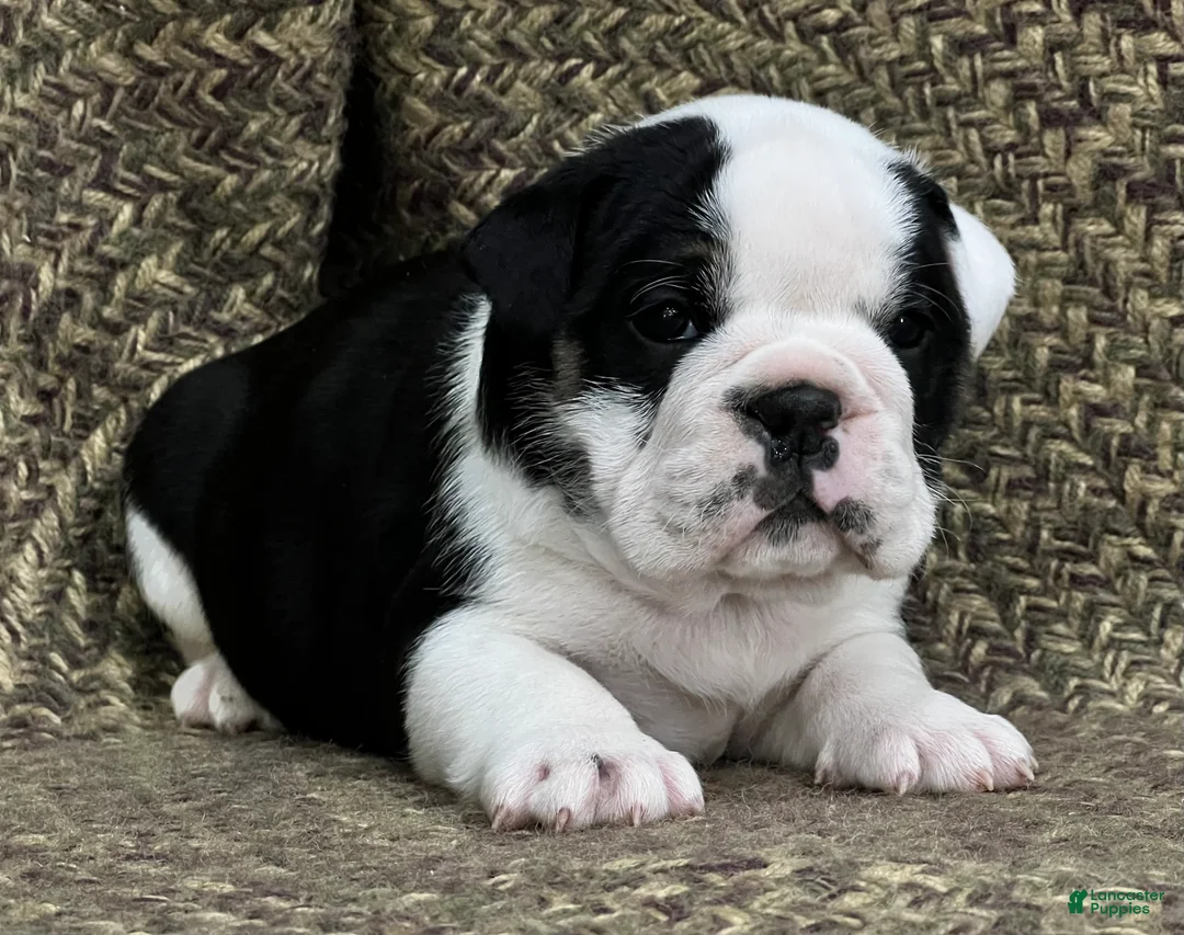 English Bulldog dogs for sale: Daisy - Ad 5