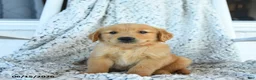 Golden Retriever dogs for sale: Grant - Ad 1