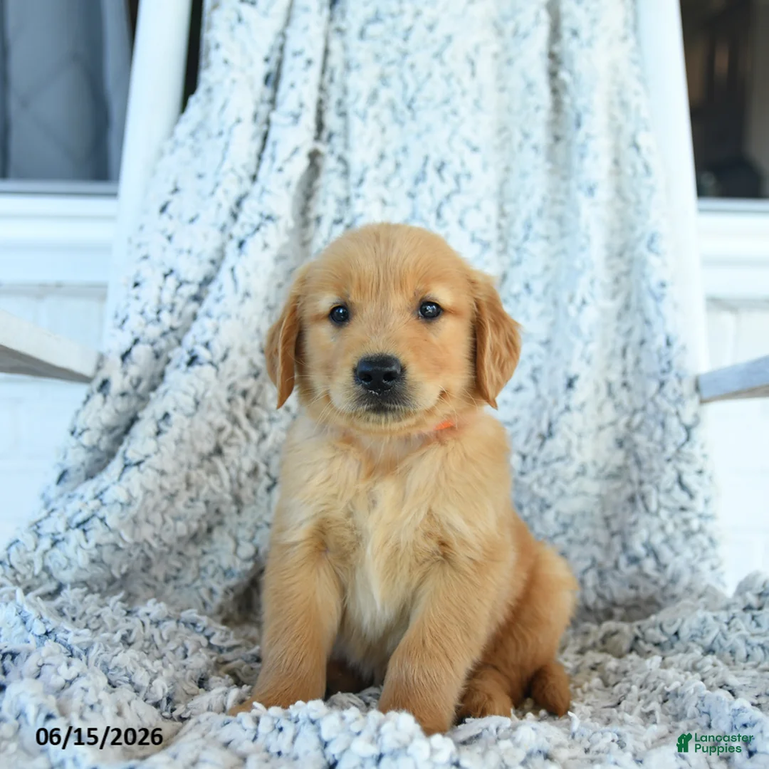 Golden Retriever dogs for sale: Grant - Ad 1