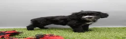 Cockapoo dogs for sale: Twinkle - Ad 4