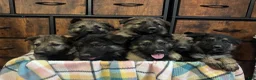 German Shepherd dogs for sale: German Shepherd Puppy 1 - Ad 9